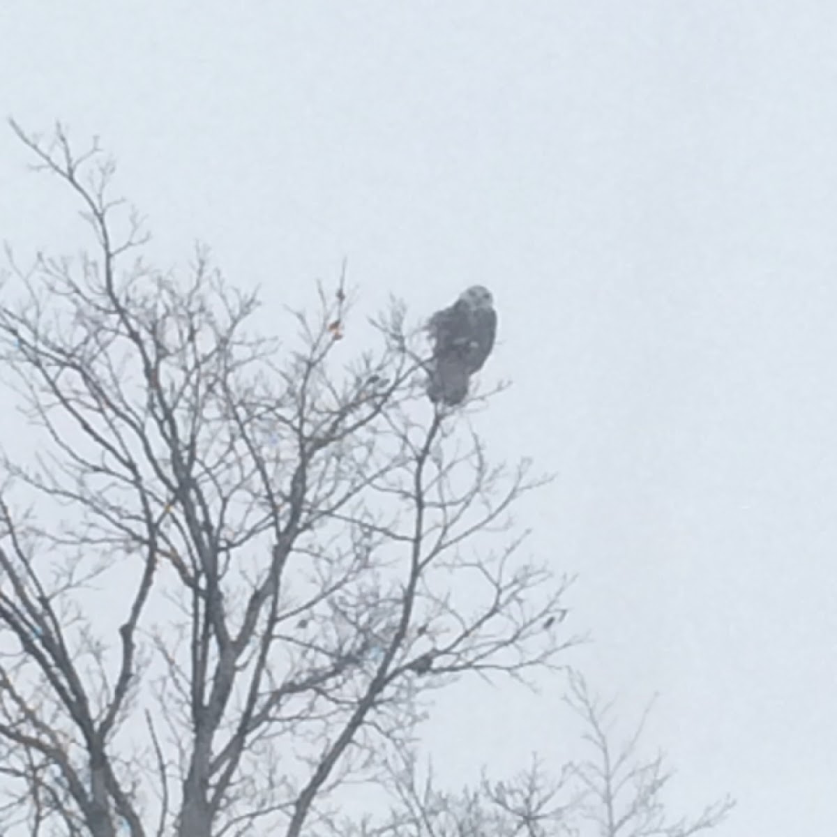 Snowy owl