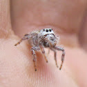 Jumping Spider