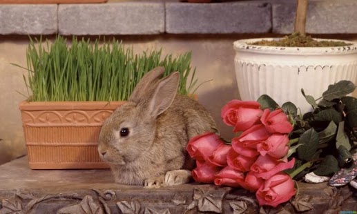 download Rabbit HD LWP Lite free