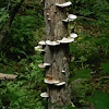 bracket mushrooms