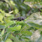 Ruby-throated Hummingbird      male