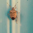 Brown marmorated stink bug