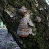 Tinder Box Fungus