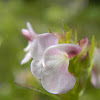 Sickletop Lousewort