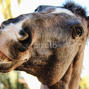 Do I have something in my teeth??? by Leah N - Animals Horses