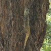 Southern Tree Agama (Male)