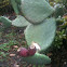 Prickley Pear Cactus