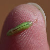 syrphid fly larva