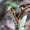 Grapevine Moth Caterpillar