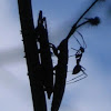 Long-horned Beetle & Weaver Ant
