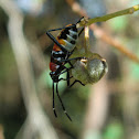 Harlequin bug nymph