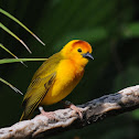 Taveta golden weaver