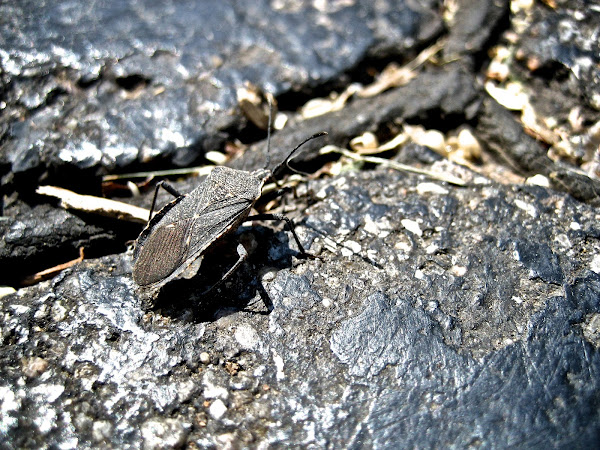 Squash Bug Project Noah 3423