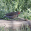 Northern Flicker