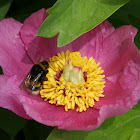 European peony & bumblebee