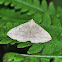 Grayish Zanclognatha Moth