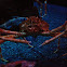 Giant spider crab