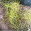 Utricularia gibba