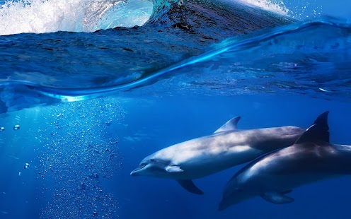 How to mod Dolphin Wallpaper 1.0 apk for bluestacks