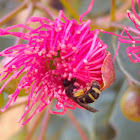 Australian Native Bee