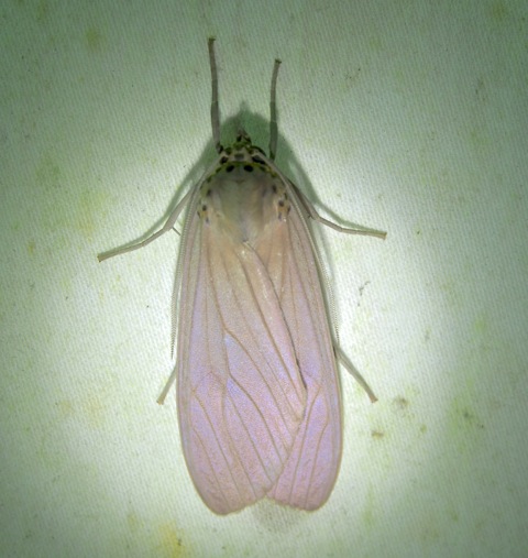 Noctuoid Moth