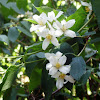 Mock Orange