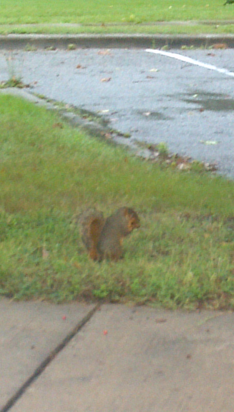 Fox Squirrel