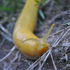 Banana Slug