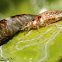 Lacewing larvae eating Swallowtail caterpillar