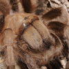 Tarantula