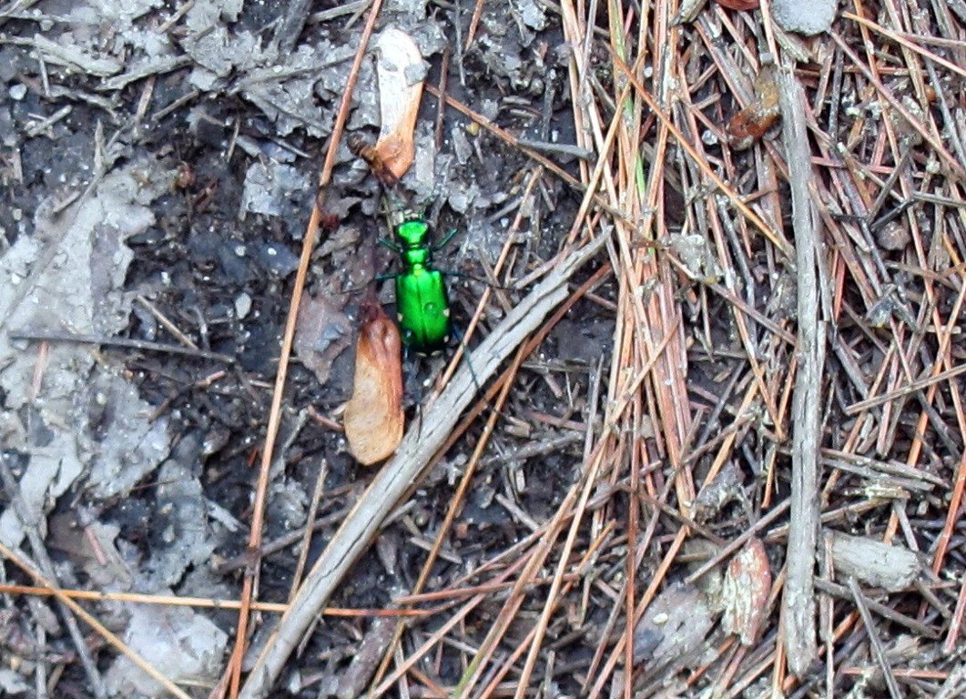 Seven Spotted Tiger Beetle