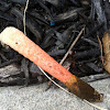 Stinkhorn