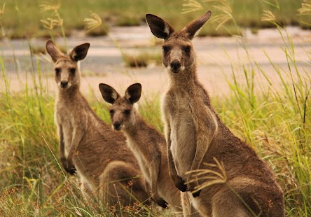 Free Kangaroo Wallpaper APK for Android