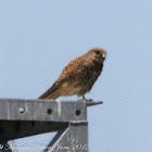 Kestrel; Cernicalo Real