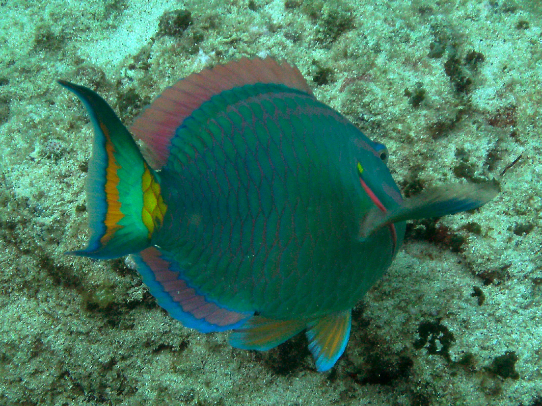 Stoplight Parrotfish Project Noah