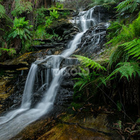 Leura Cascades by Daniel Mutryn - Landscapes Waterscapes