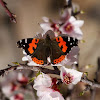 Canary (Indian) red admiral