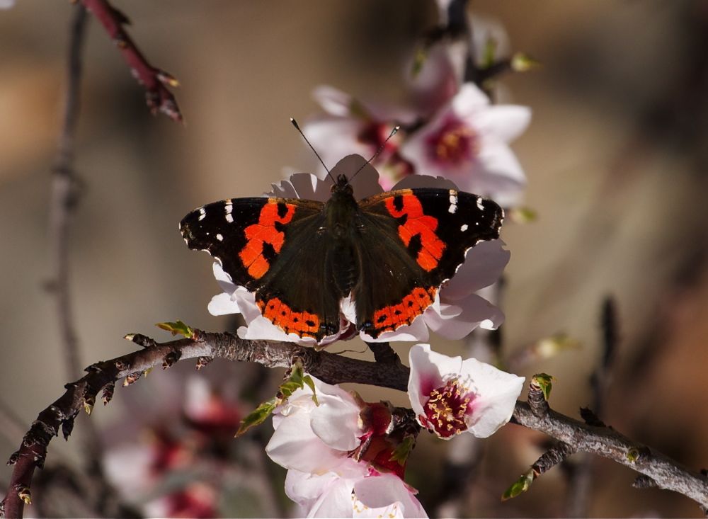 Canary (Indian) red admiral