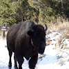 American bison