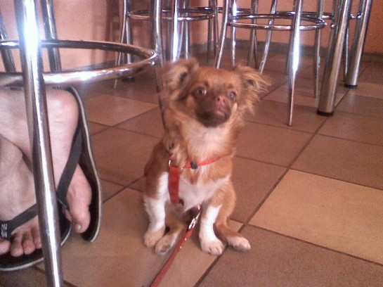 Daisy