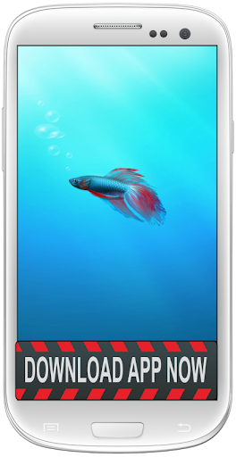 Betta Fish Android Wallpapers