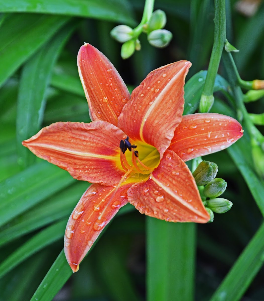 Orange day lily