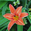 Orange day lily