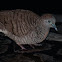 Zebra Dove