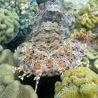 Ornate Wobbegong