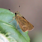 Parnara Swift  Butterfly