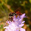 Cuckoo Bee / Rote Wespenbiene