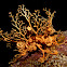 Common basket star