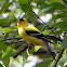 Goldfinch