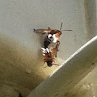 Cicada eating wasp